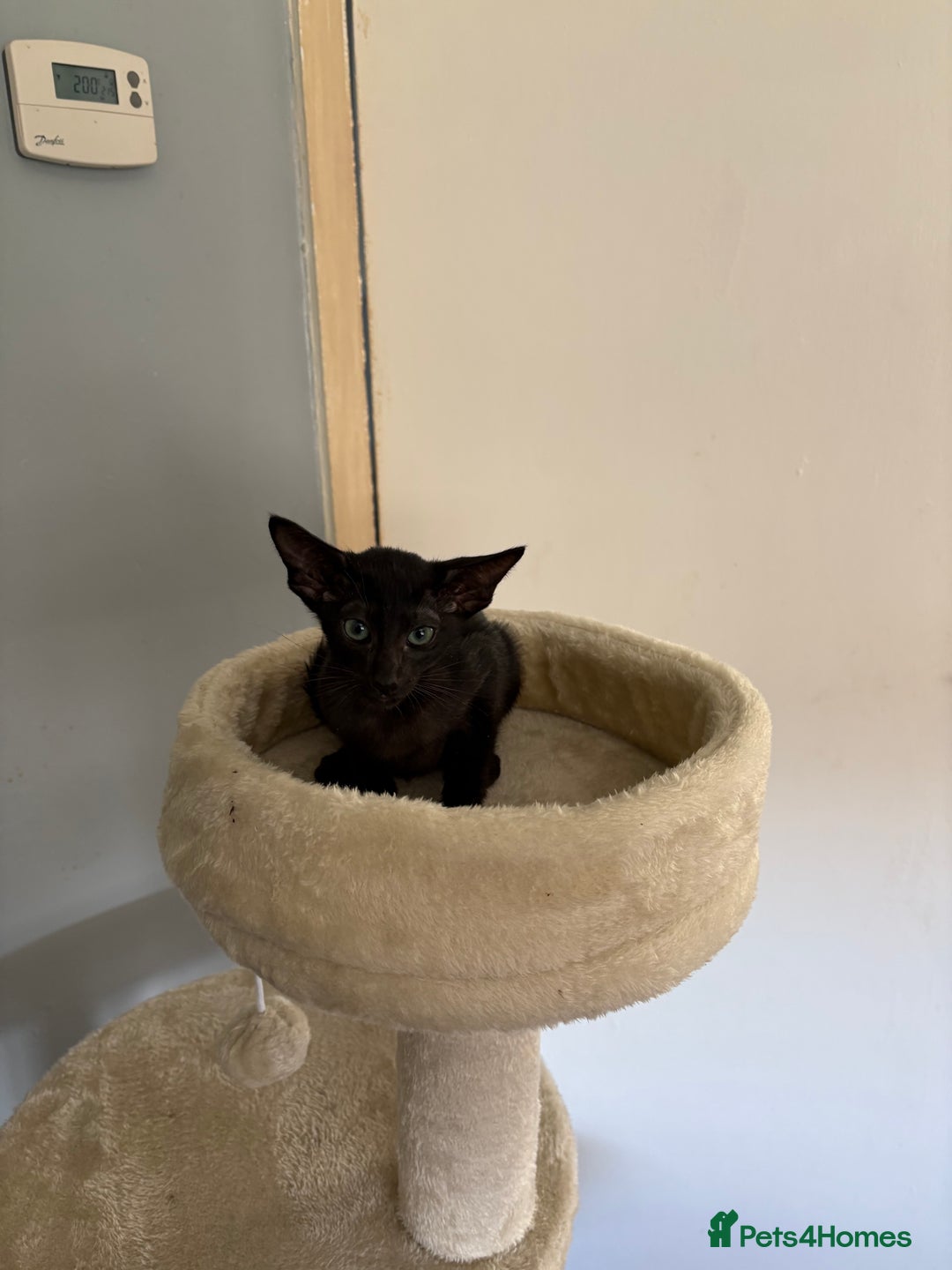 Oriental cats for sale: Gccf Beautiful oriental and Siamese ki - Image 3