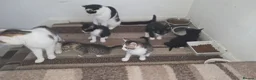 Mixed Breed cats for sale: Beautiful kittens looking for forever home 🐱🐱🐈 - Advert 1