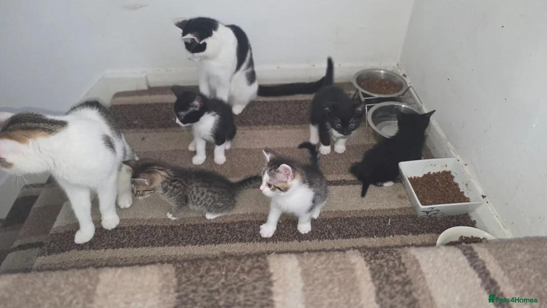 Mixed Breed cats for sale: Beautiful kittens looking for forever home 🐱🐱🐈 - Advert 1