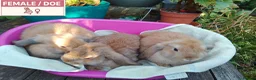 Dwarf Lop rabbits for sale: Pretty Dwarf Lop Babies: Males & Females - Advert 14
