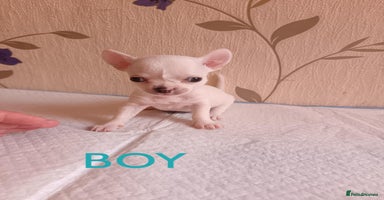 Chihuahua dogs - Advert 4