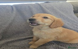 Golden Retriever dogs for sale: Beautiful golden retriever puppies for sale.  - Image 12