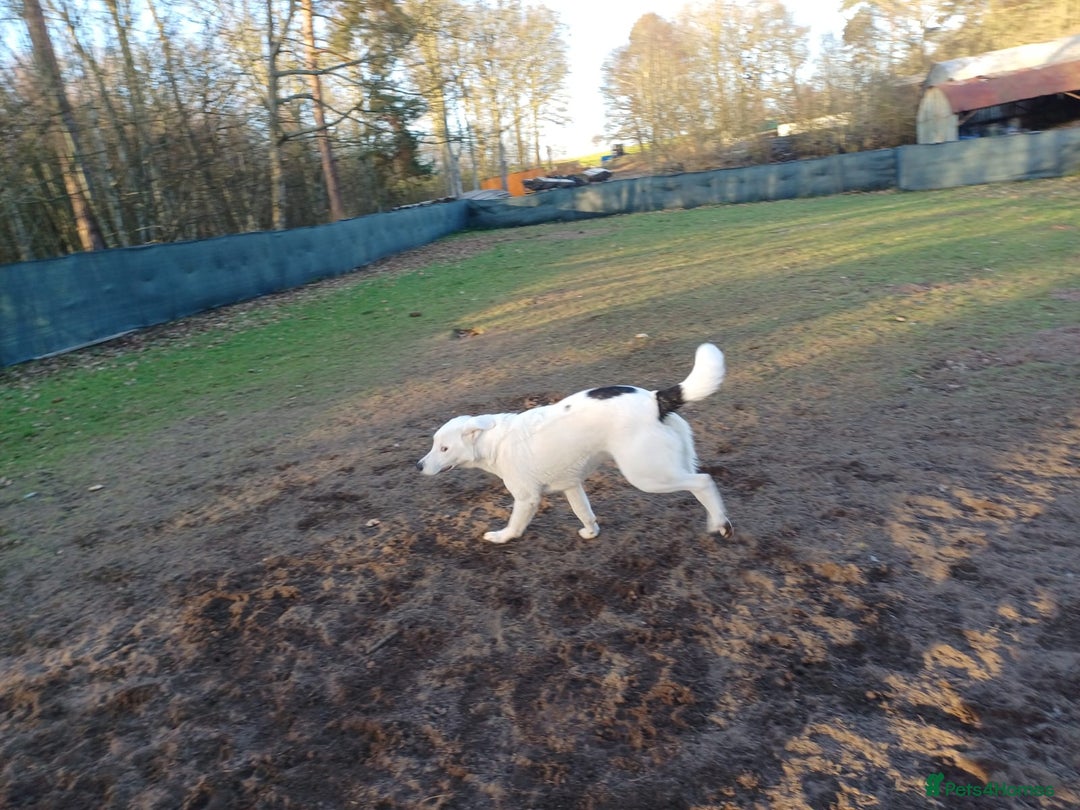 Mixed Breed dogs for adoption: 🌸 MEET BIANCA - a Gentle Girl for a Loving Family - Advert 18