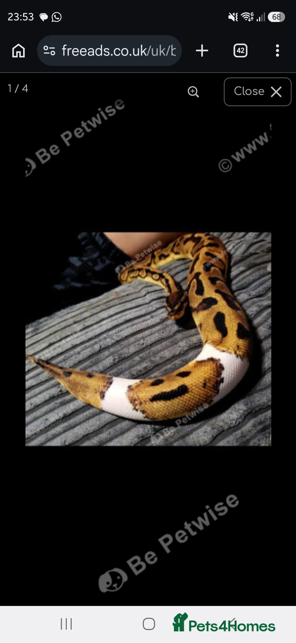 Snake reptiles Royal Ball Python - Advert 2