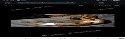 Snake reptiles for sale: Royal Ball Python in Hull - Advert 1