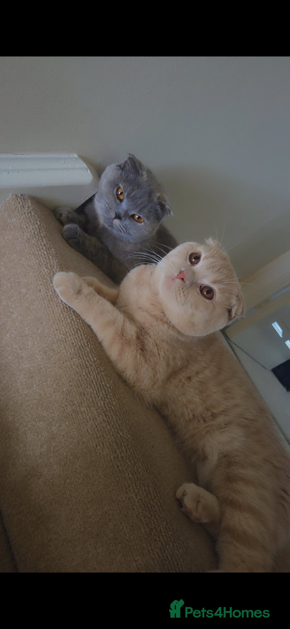 British Shorthair cats for sale: British Short Hair - Advert 1