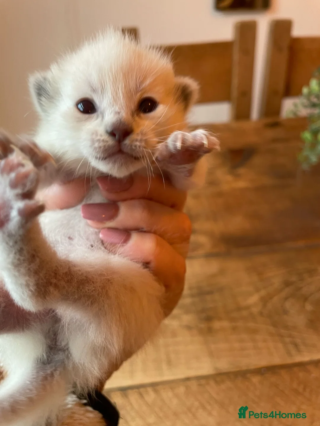 Ragdoll cats for stud: Stud Muffin in Ilkeston - Advert 23