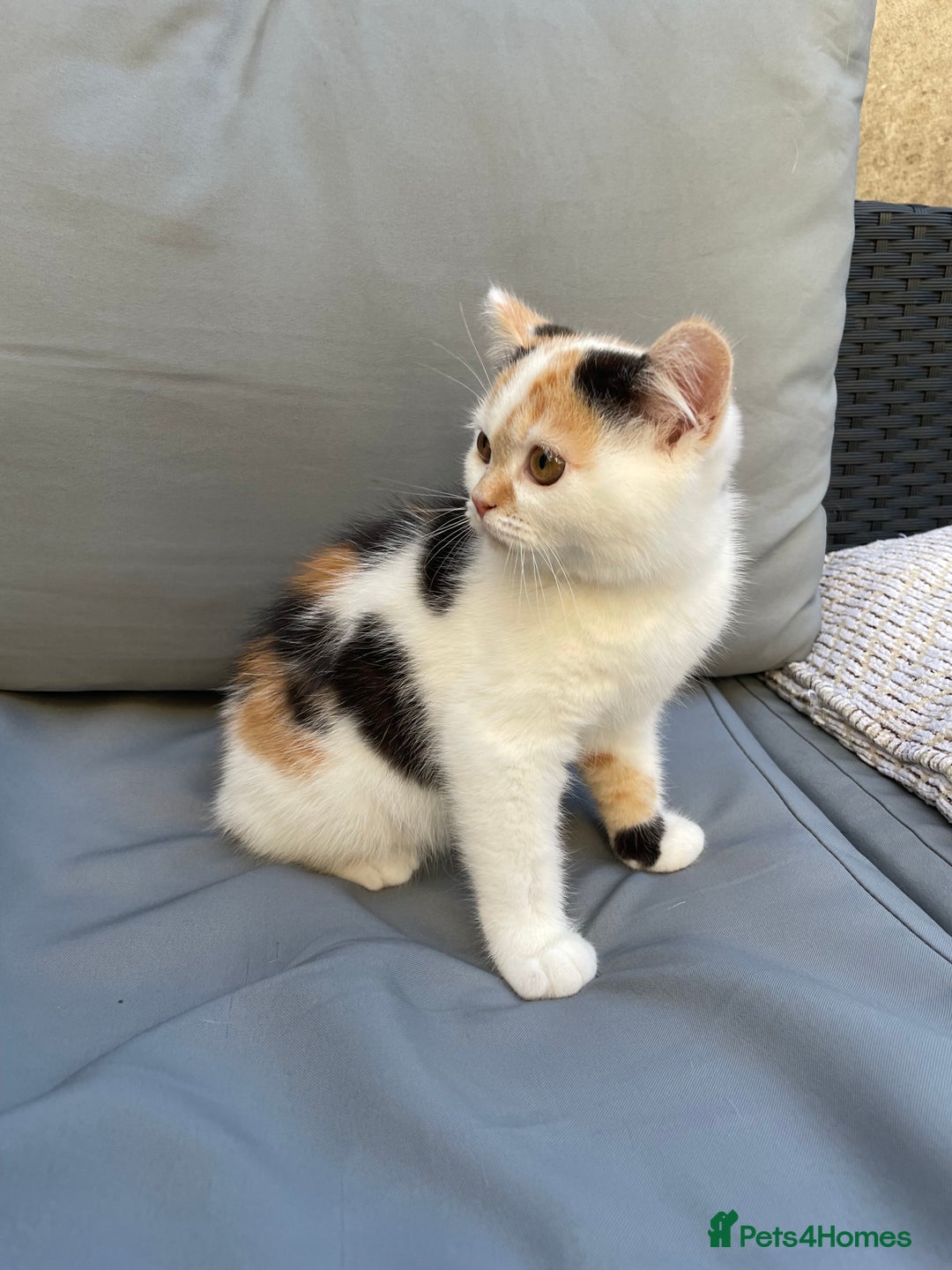 British Shorthair cats for sale: Offers accepted! Last of her litter! - Image 2