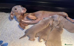 Miniature Dachshund dogs for sale: 5StarsLicensed+KC+PRAClear+VetChecked - Image 7