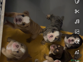 English Bulldog dogs Beautiful babies ready in 1 week!!! - Advert 13