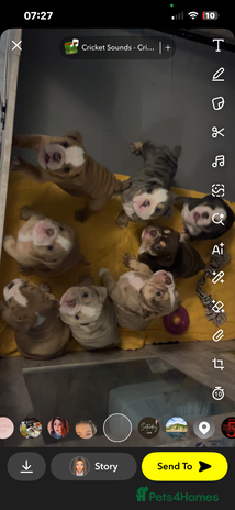 English Bulldog dogs - Advert 13