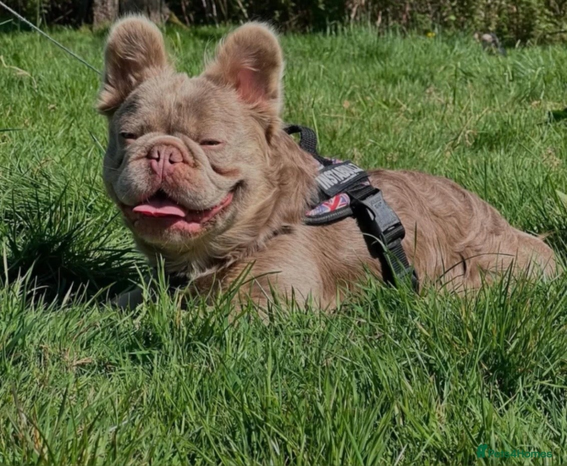 Gizmo 