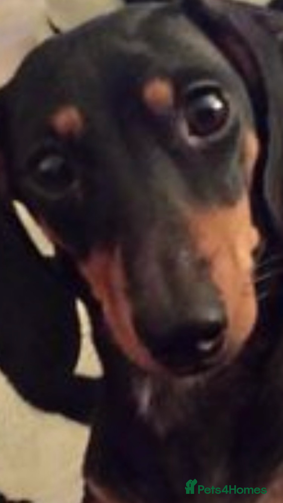 Miniature Dachshund dogs for stud: 2 stud mixture dash hounds - Advert 3