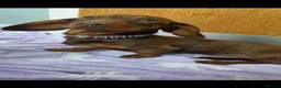 Miniature Dachshund dogs for sale: Mini dachshund girl - Advert 1