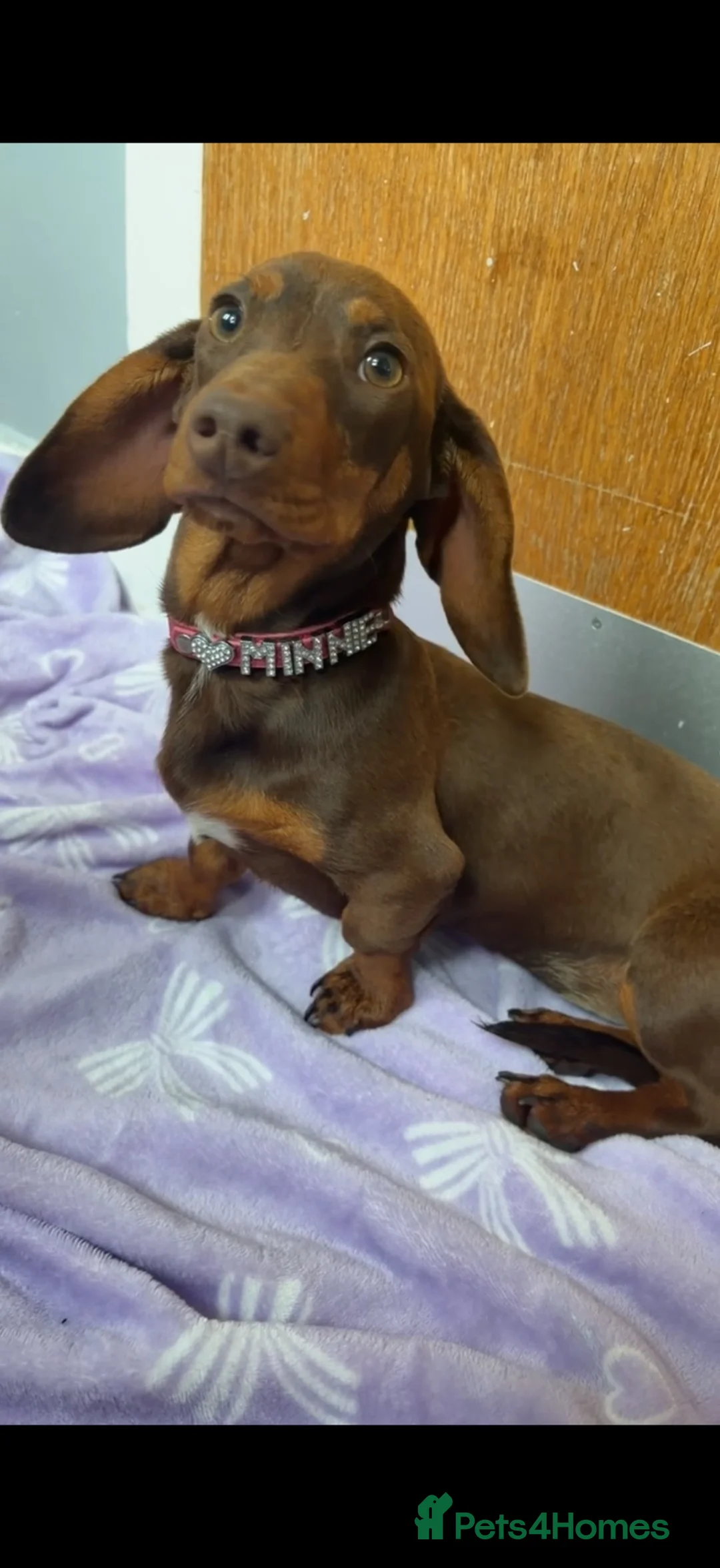 Miniature Dachshund dogs for sale: Mini dachshund girl - Advert 1