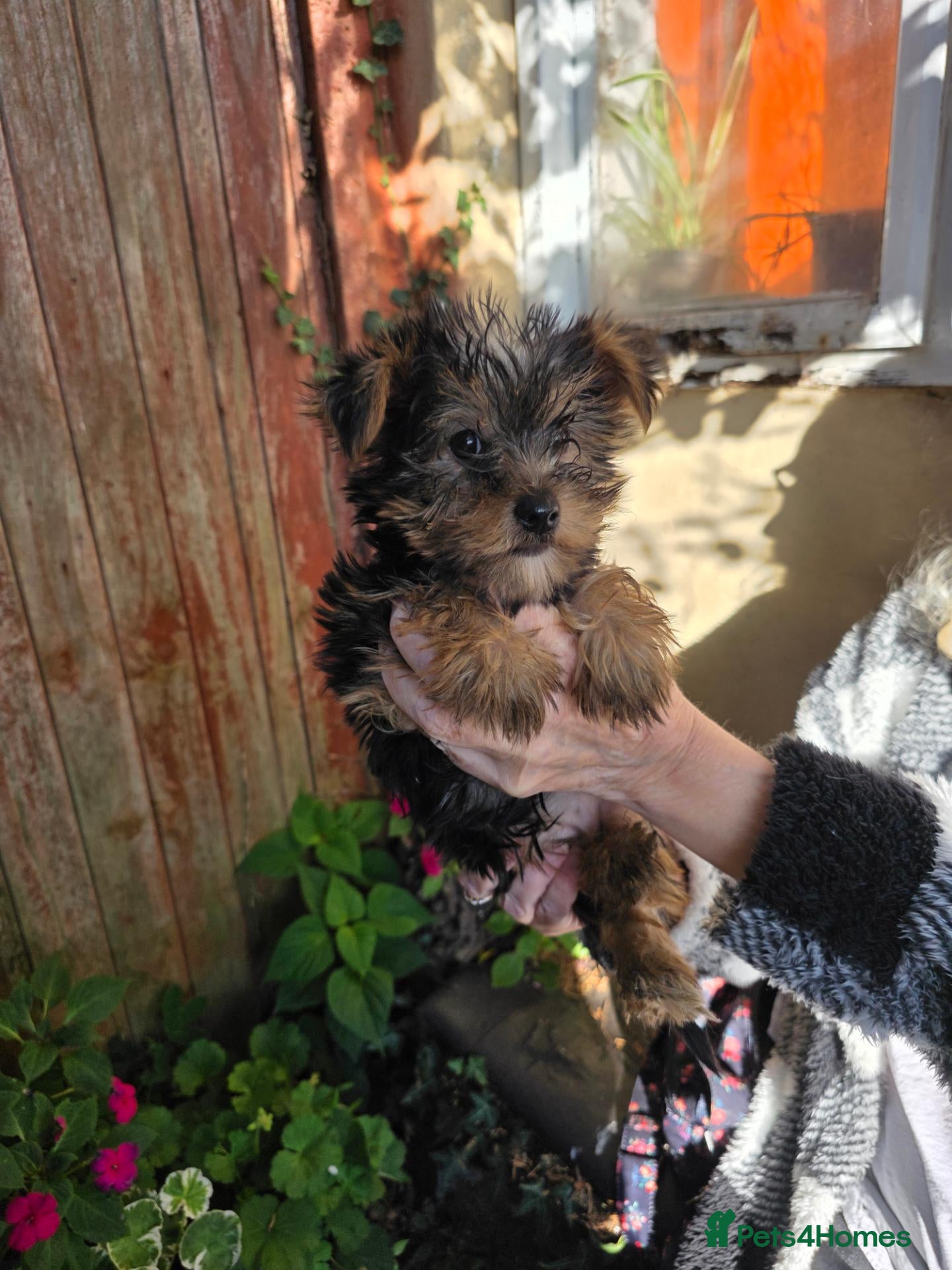 Yorkshire Terrier dogs Fabulous Female Mini Yorkie Pup Ready To Go Now! - Advert 9