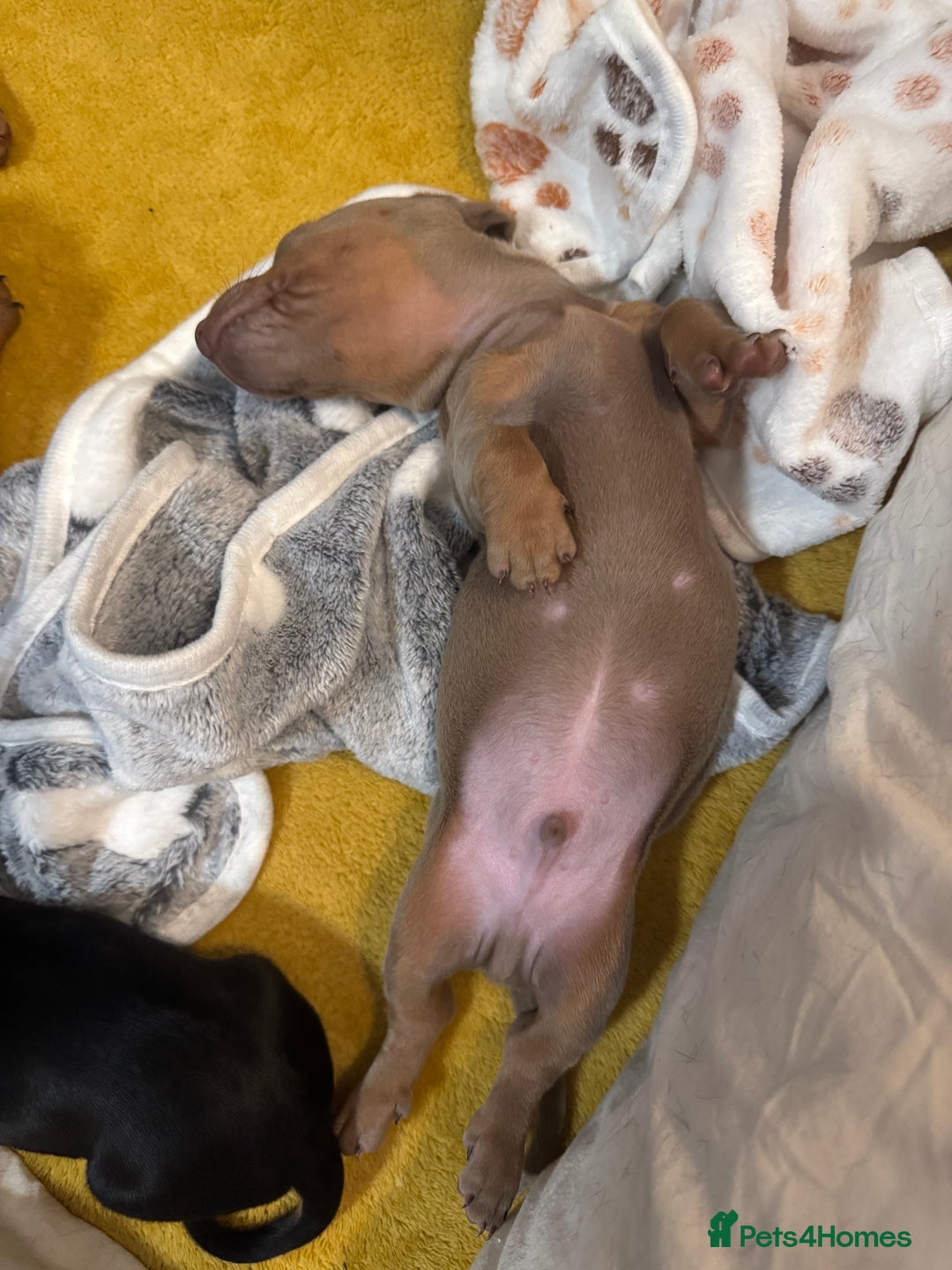 Dachshund dogs for sale: 3 Dachshunds will be ready for  **  - Advert 18