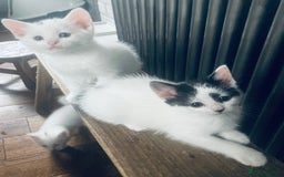 Turkish Van cats for sale: Gorgeous & Loving Turkish Van Kittens - Image 37