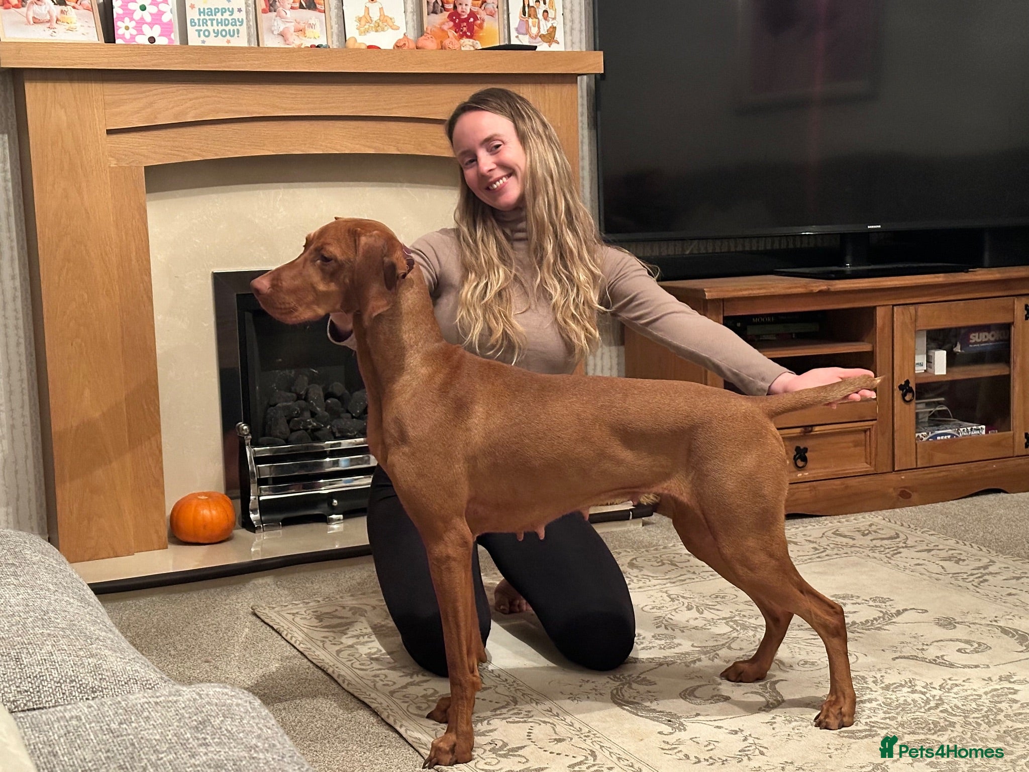 Hungarian Vizsla dogs EXCEPTIONAL HUNGARIAN VIZSLA PUPPIES - Advert 9