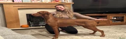 Hungarian Vizsla dogs for sale: EXCEPTIONAL HUNGARIAN VIZSLA PUPPIES in Sleaford - Advert 1