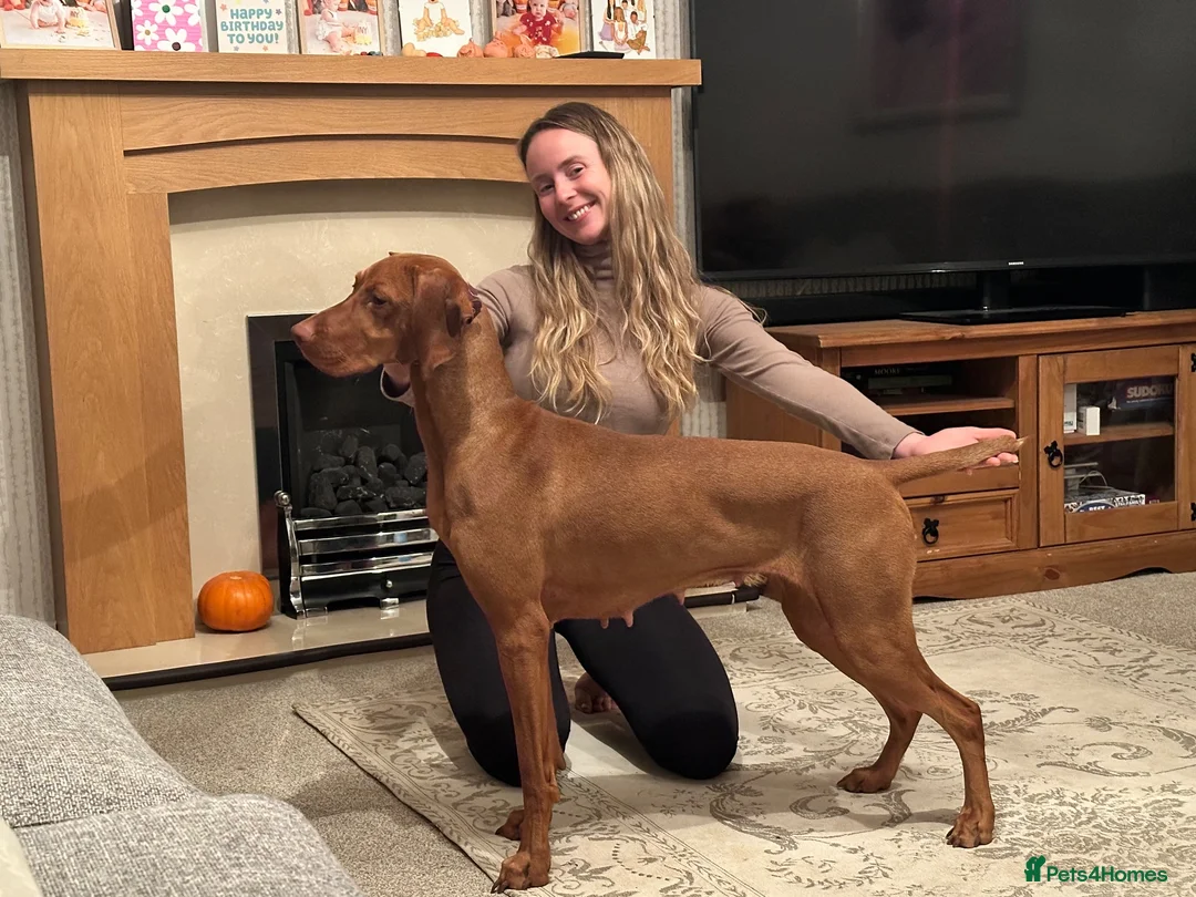 Hungarian Vizsla dogs for sale: EXCEPTIONAL HUNGARIAN VIZSLA PUPPIES in Sleaford - Advert 1