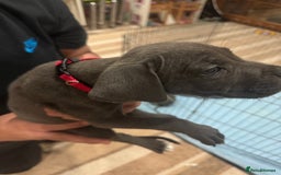 Cane Corso dogs for sale: Pure Pedigree Cane Corso Puppies - Image 4