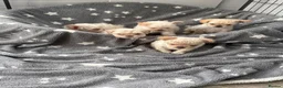 French Bulldog dogs for sale: Teddy bear Floodle pups  in Manchester - Advert 9