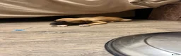 Whippet dogs for sale: Pure WHIPPET PUPPIES - Advert 7