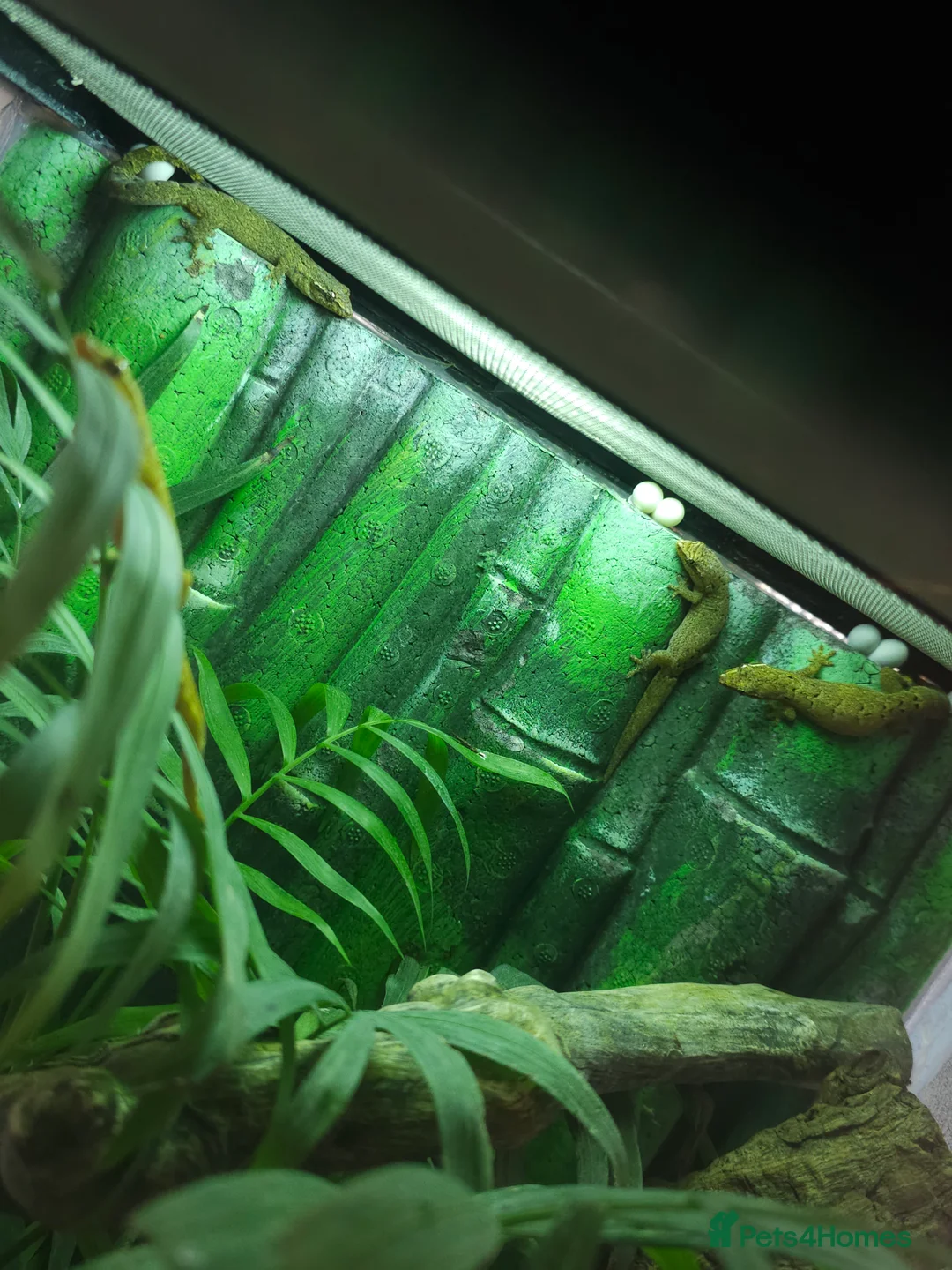 Gecko reptiles for sale: Baby mourning geckos for sale  - Advert 3