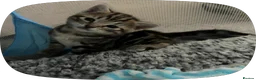 Bengal cats for sale: Bengal kittens 2males - Advert 1