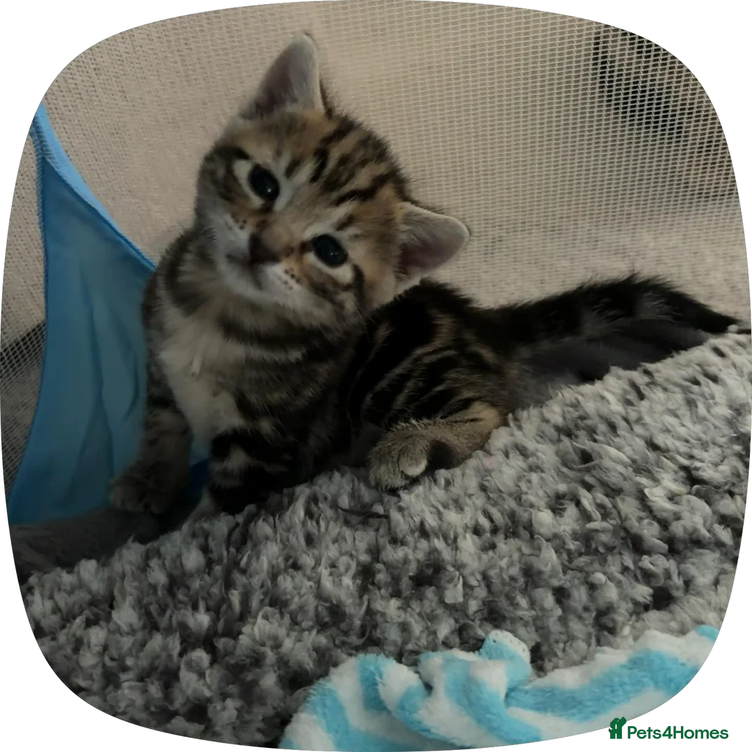 Bengal cats for sale: Bengal kittens 2males - Advert 1