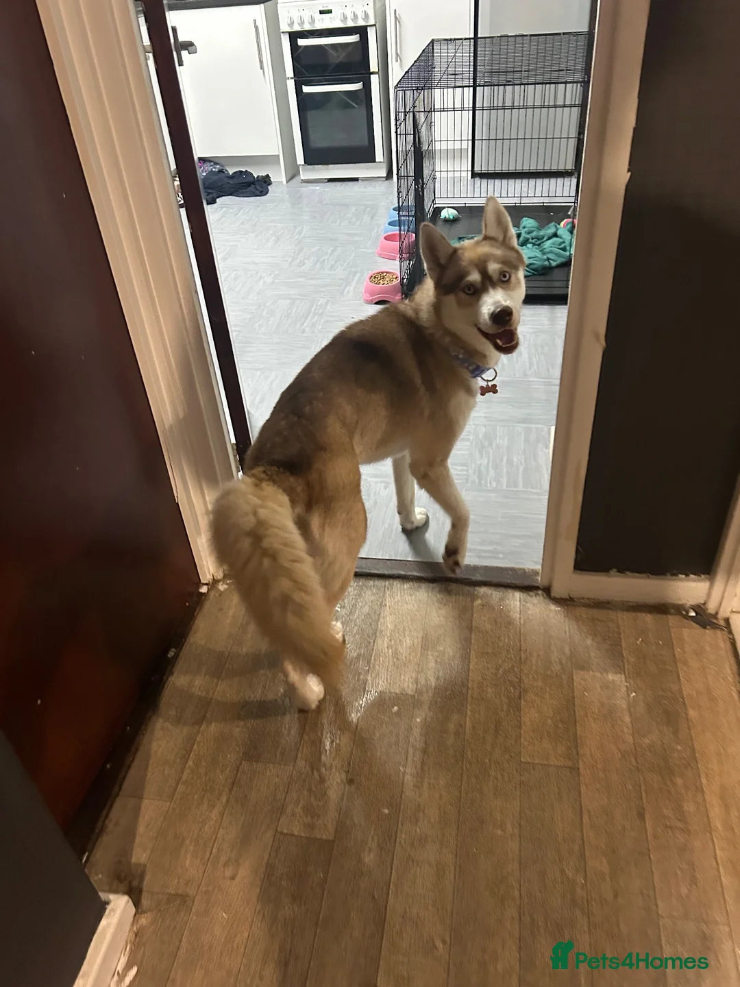 Siberian Husky dogs for sale: Beautiful girl for sale  in Chesterfield - Advert 3