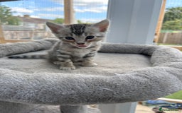 Bengal cats for sale: 3 Pedigree Bengal kittens, Male, for sale - Image 8