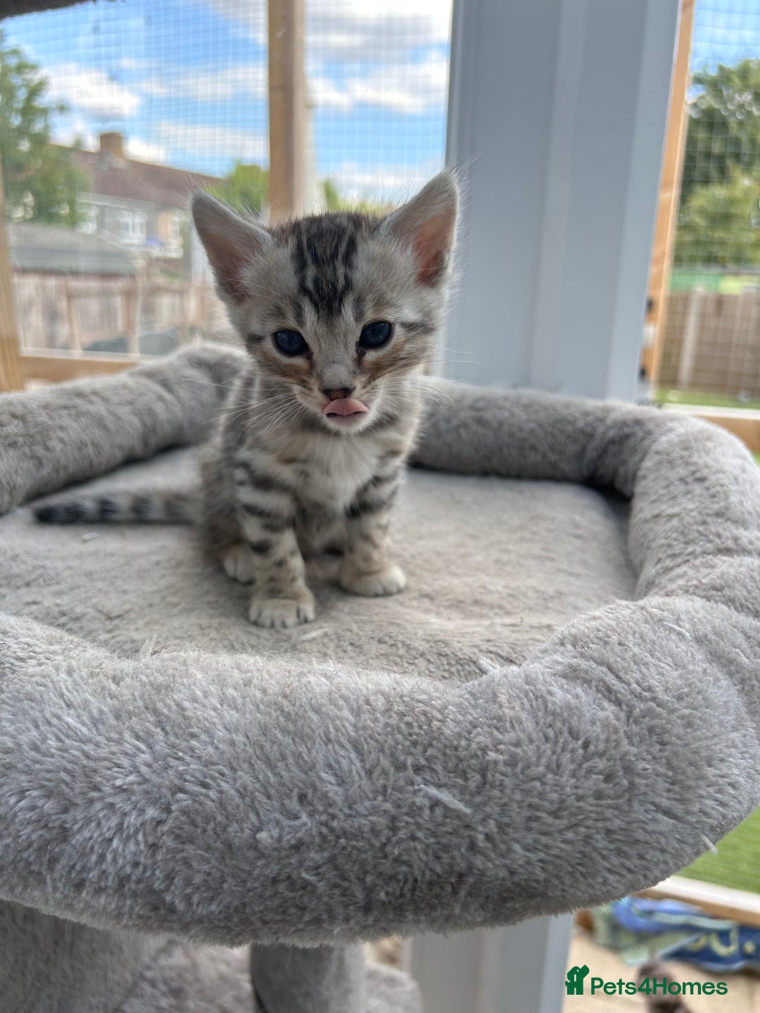 Bengal cats for sale: 3 Pedigree Bengal kittens, Male, for sale - Image 8