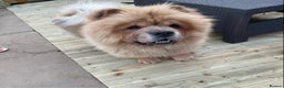 Chow Chow dogs for sale: beautiful chow male - Advert 3