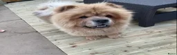 Chow Chow dogs for sale: beautiful chow male - Advert 3
