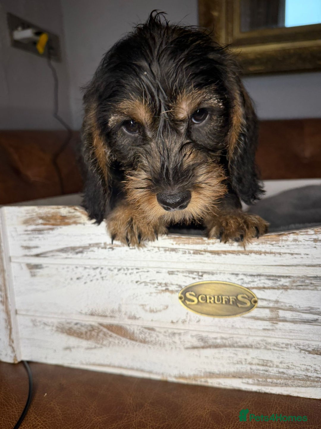Dachshund dogs for sale: STANDARD WIREHAIRED DACHSHUNDS - Advert 3