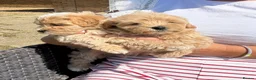 Maltipoo dogs for sale: Maltipoo puppies  - Advert 8