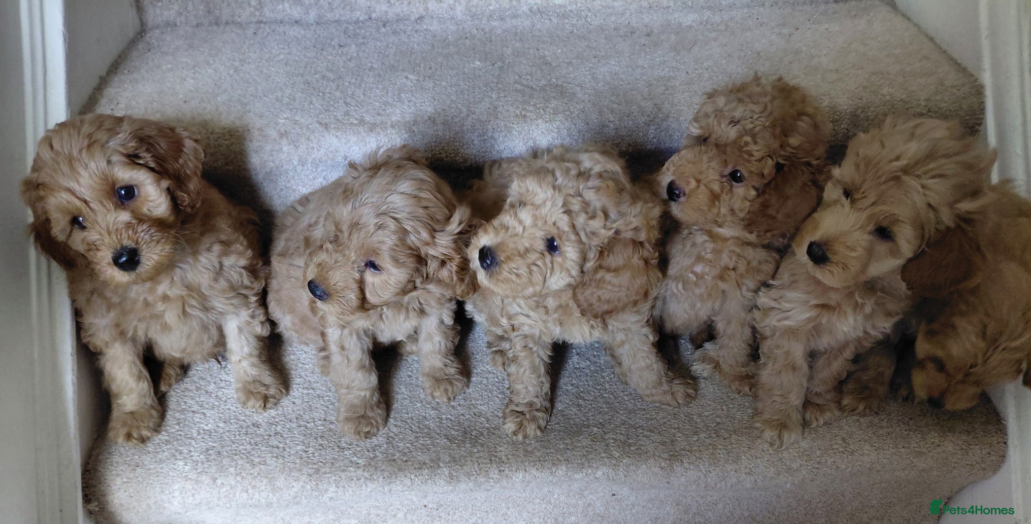 Schnoodle dogs Beautiful Miniature Schnoodle Puppies  - Advert 1