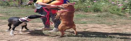 Mixed Breed dogs for adoption: Charlie is looking for a perfect home  in Hayling Island - Advert 7
