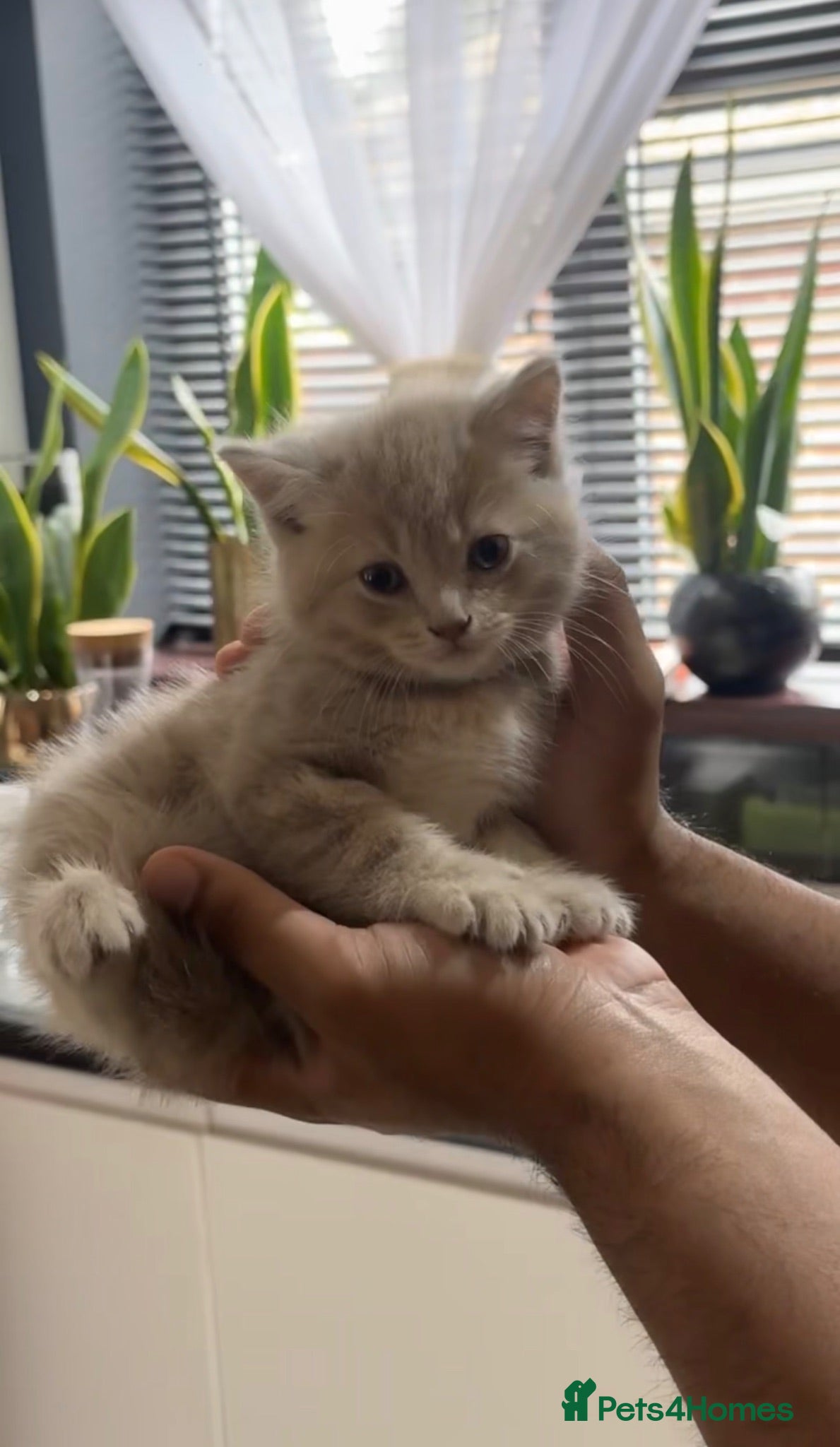 British Shorthair cats Lilac British Shorthair Female - Advert 1