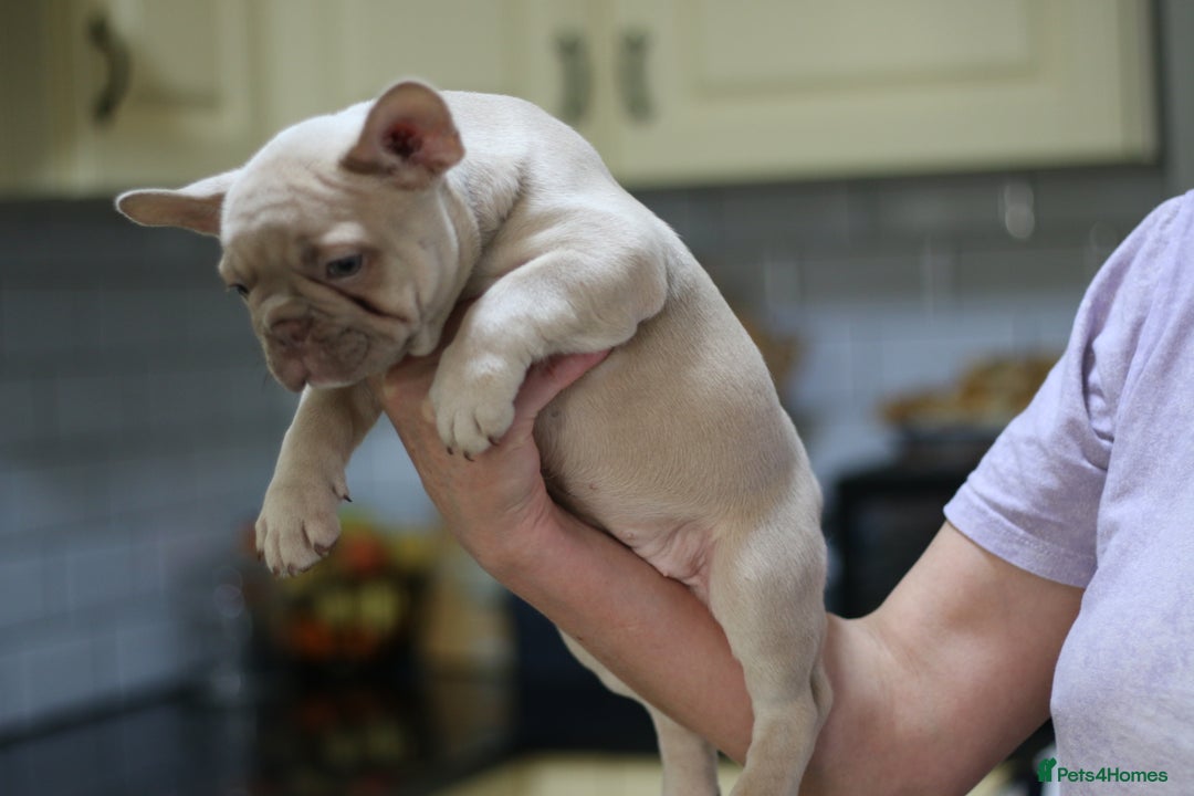 French Bulldog dogs for sale: French Bulldog Puppies Looking for Loving Homes - Advert 18