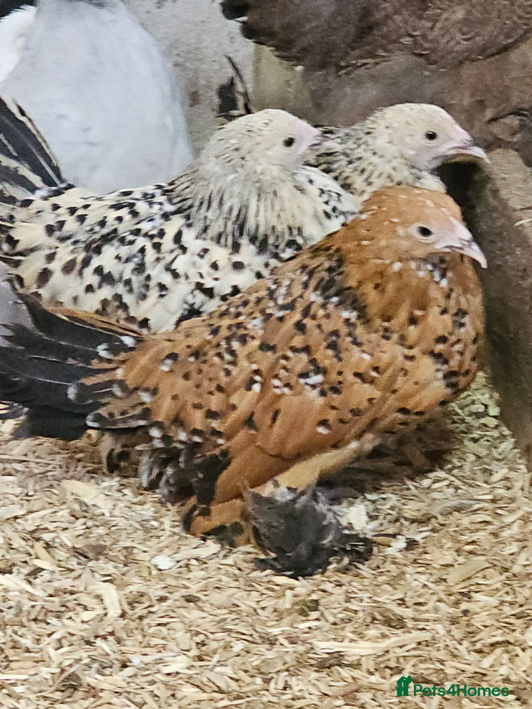 Chickens poultry for sale: Pure breed bantams and large fowl - Advert 4