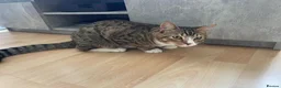 Mixed Breed cats for sale: Lovely 5 month old male kitten  - Advert 3