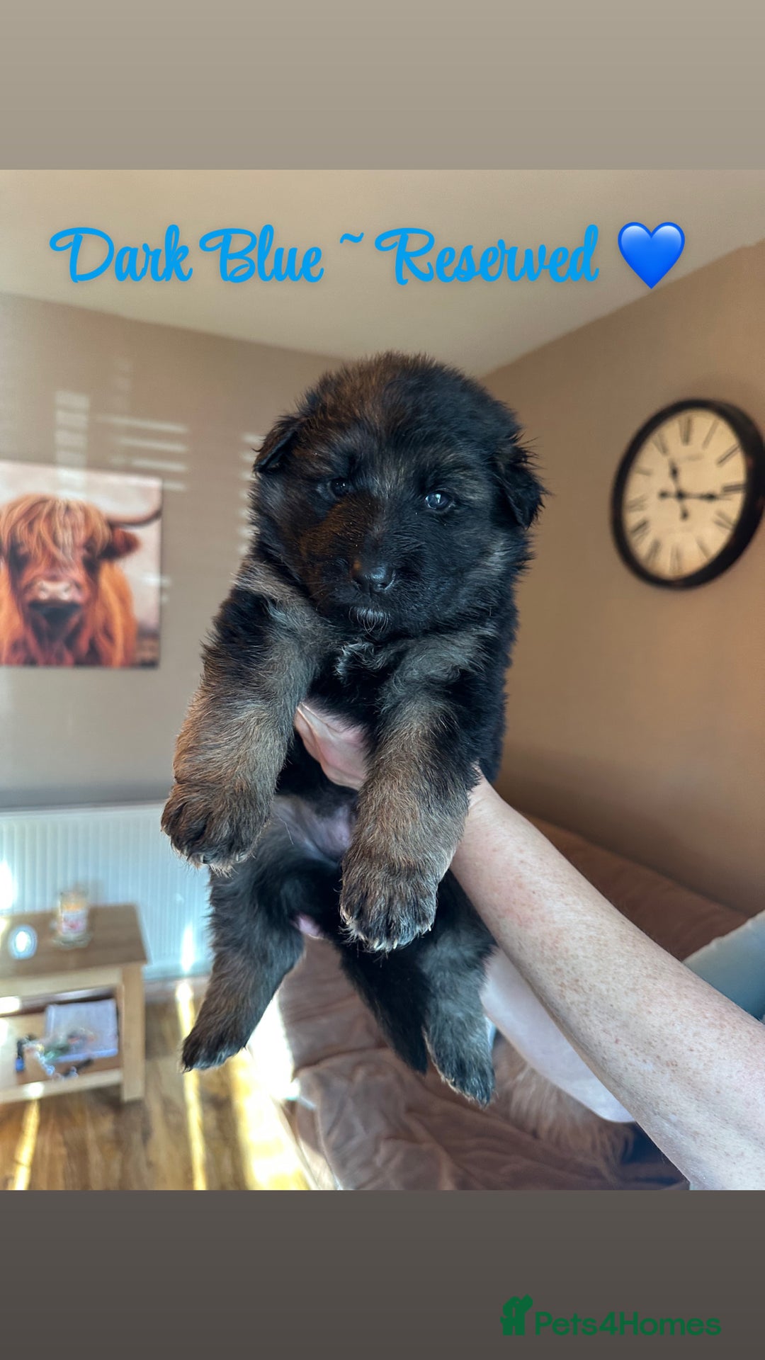 German Shepherd dogs for sale: Pedigree German Shepherd Puppies - Advert 4