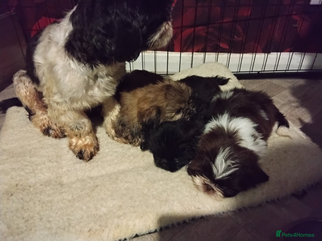 Shih Tzu dogs for sale: Quality Half Imperial Shitzu Puppies.  - Image 5