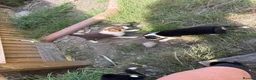 Border Collie dogs for sale: Sheepdog puppies - Advert 10