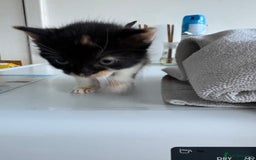 Mixed Breed cats for sale: 5 kittens for sale - Image 13