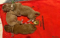 Australian Labradoodle dogs for sale: 5* Health tested Australian Labradoodles - Image 15