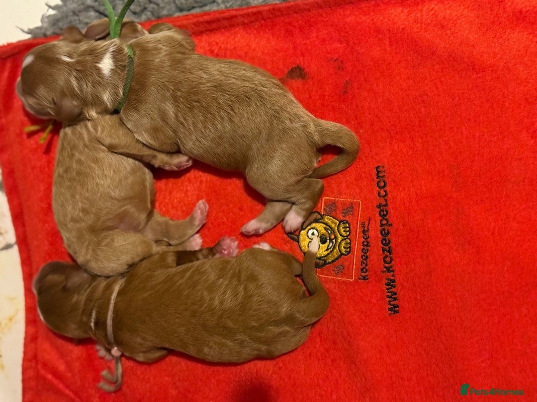 Australian Labradoodle dogs for sale: 5* Health tested Australian Labradoodles - Image 15